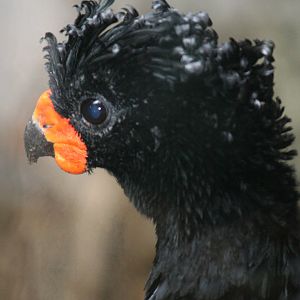 Red-billed Currassow