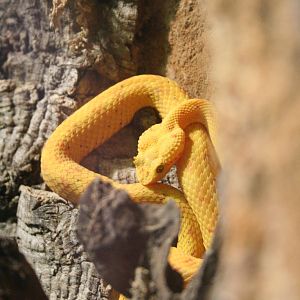 [baby?] Eyelash Viper