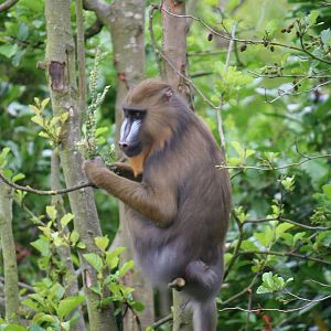 Mandrill