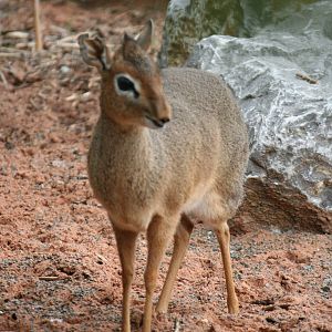 Kirk's Dik-Dik