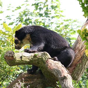 Spectacled Bear climbing