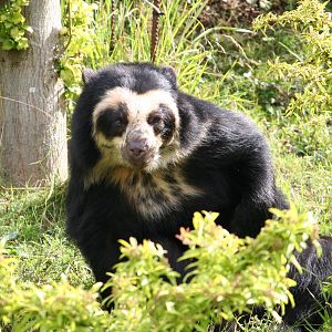 Spectacled Bear