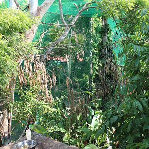 Talarak Rescue center Prerelease rehab aviary, Negros Island