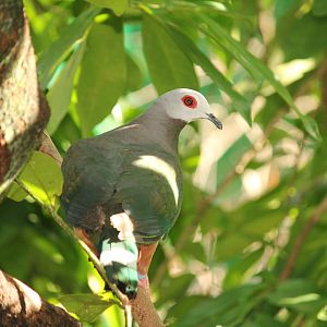Ping-bellied Imperial Pigeon Ducula poliocephala