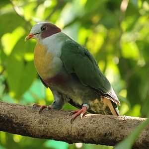 Yellow -breasted Fruit-Dove Ptilinopus occipitalis occipitalis