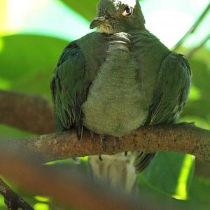 Yellow -breasted Fruit-Dove Ptilinopus occipitalis occipitalis