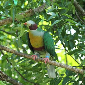 Yellow -breasted Fruit-Dove Ptilinopus occipitalis occipitalis