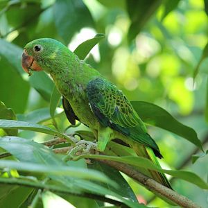 Blue-napped Parrot Tanygnathus lucionensis salvadorii