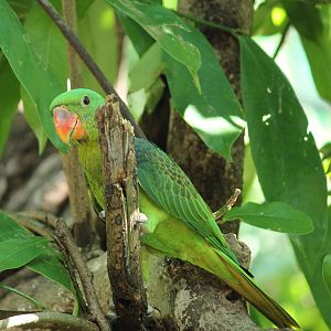 Blue-napped Parrot Tanygnathus lucionensis salvadorii
