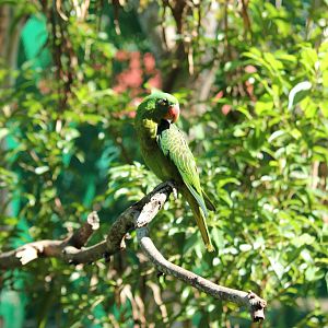 Blue-napped Parrot Tanygnathus lucionensis salvadorii