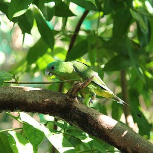 Blue-crowned Racquet-tail Prioniturus discurus whiteheadi