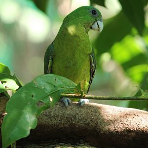 Blue-crowned Racquet-tail Prioniturus discurus whiteheadi