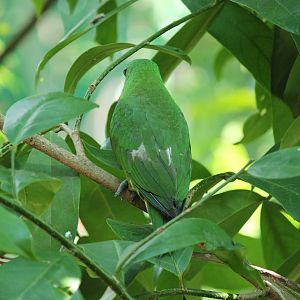 Blue-crowned Racquet-tail Prioniturus discurus whiteheadi