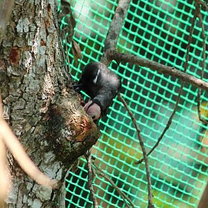 Coleto Sarcops calvus melanonotus