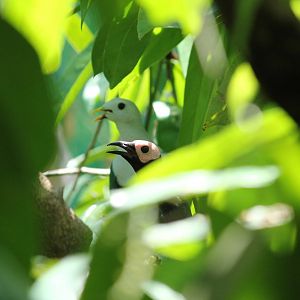 Coleto Sarcops calvus melanonotus