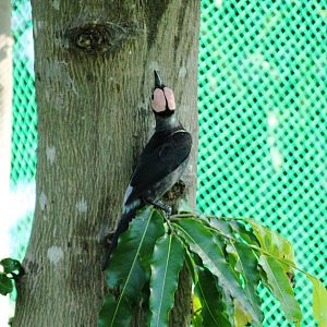 Coleto Sarcops calvus melanonotus