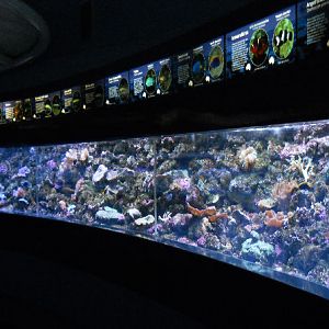 Coral Reef Exhibit