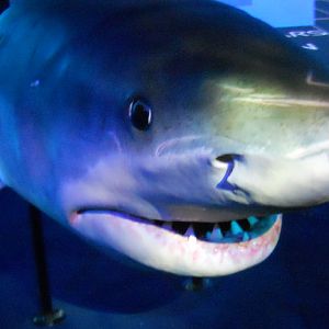 The new SHARK HQ - Animatronic Great White