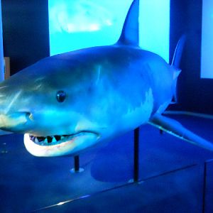 The new SHARK HQ - Animatronic Great White