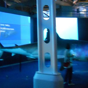 The new SHARK HQ - Animatronic Great White