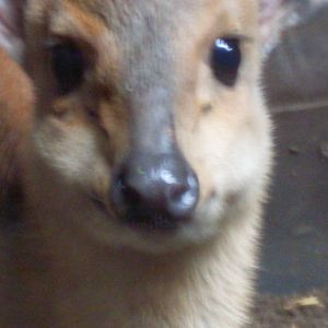 Duiker Chester Zoo 21st July 2010