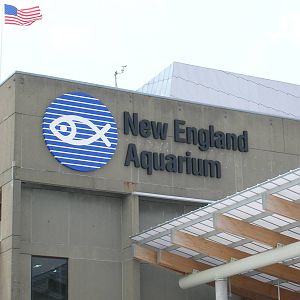 New England Aquarium Rear