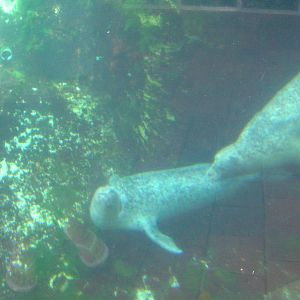 Harbor Seal Exhibit