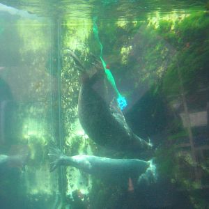 Harbor Seal Exhibit