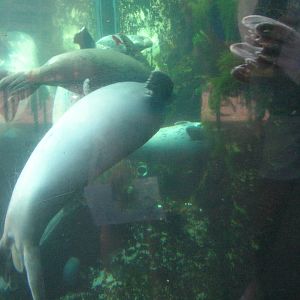 Harbor Seal Exhibit