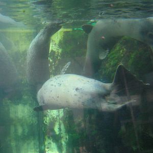 Harbor Seal Exhibit
