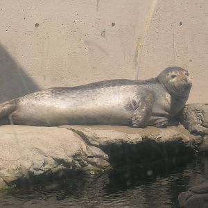 Harbor Seal Exhibit