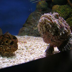 Tropcial Gallery - Stonefish