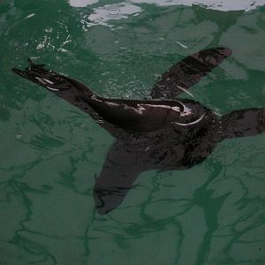 New Balance Foundation Marine Mammal Center