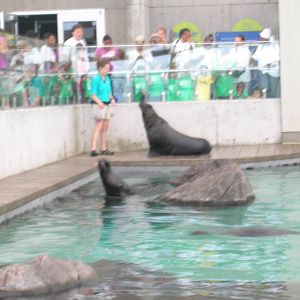 New Balance Foundation Marine Mammal Center
