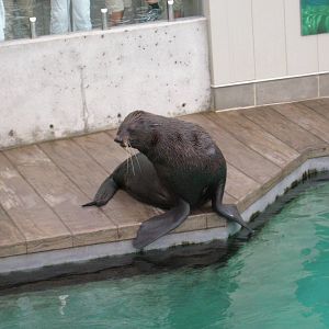 New Balance Foundation Marine Mammal Center