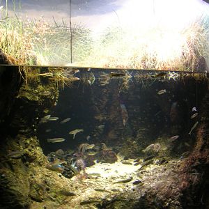 Marsh Exhibit