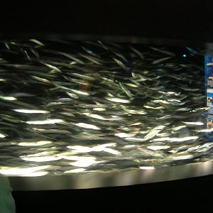 Sardine Exhibit at the Thinking Gallery