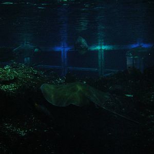 Southern Stingray