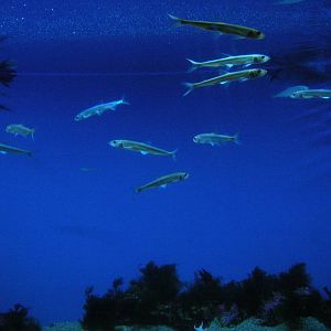 Gulf of Maine Exhibit