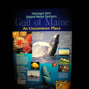 Gulf of Maine Exhibit