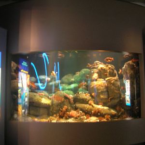 Gulf of Maine Exhibit