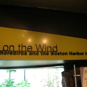 Shorebirds of Boston Harbor Exhibit