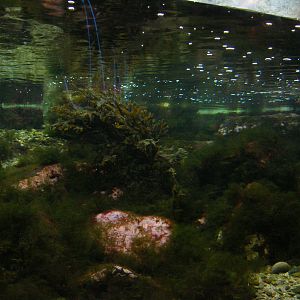 Shorebirds of Boston Harbor Exhibit