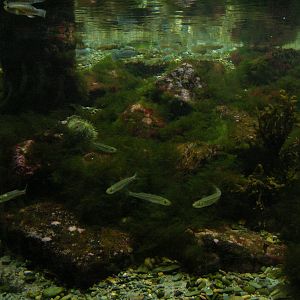 Shorebirds of Boston Harbor Exhibit