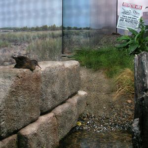 Shorebirds of Boston Harbor Exhibit