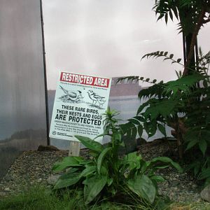 Shorebirds of Boston Harbor Exhibit