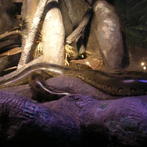 Amazon River Exhibit