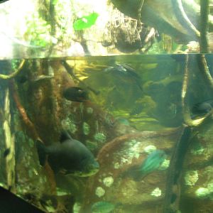 Amazon River Exhibit