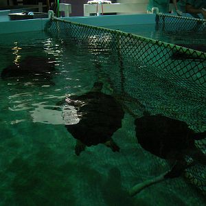Sea Turtle Recovery Center