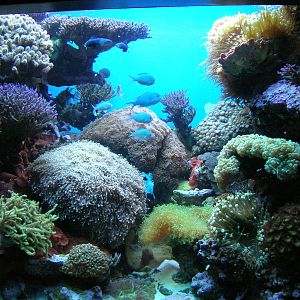 Amazing Jellies Exhibit